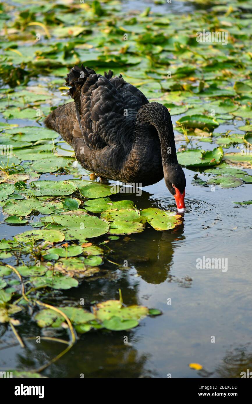 Cigno nero e cynnet, brutto anatroccolo Foto Stock
