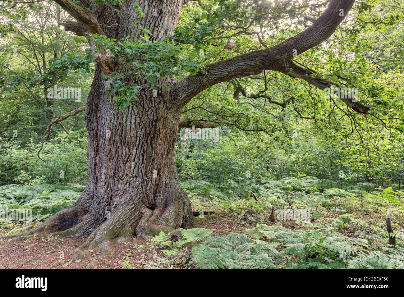vecchio albero di quercia in foresta decidua Foto Stock