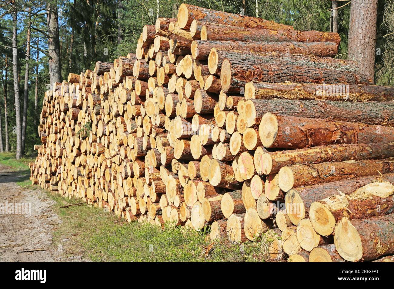 tronchi di albero impilati in foresta conifere Foto Stock