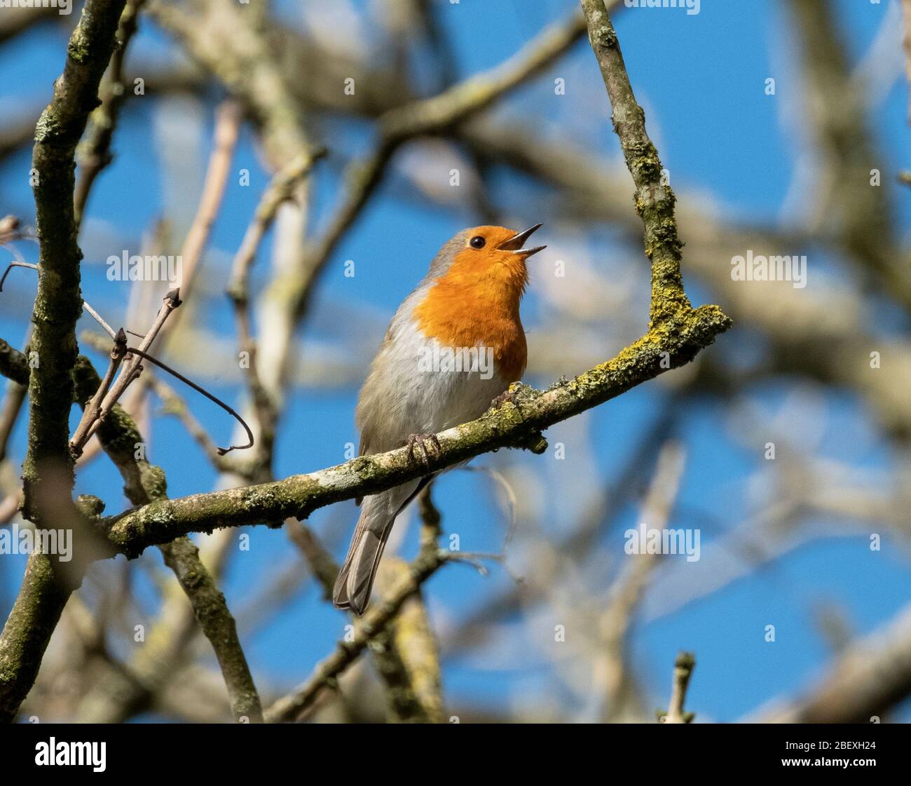 Robin (Erithacus rubecula) cantando su un ramo, Almondell country Park, West Lothian, Scozia. Foto Stock Robin (Erithacus rubecula) cantando su un ramo, Almondell country Park, West Lothian, Scozia. Foto Stock