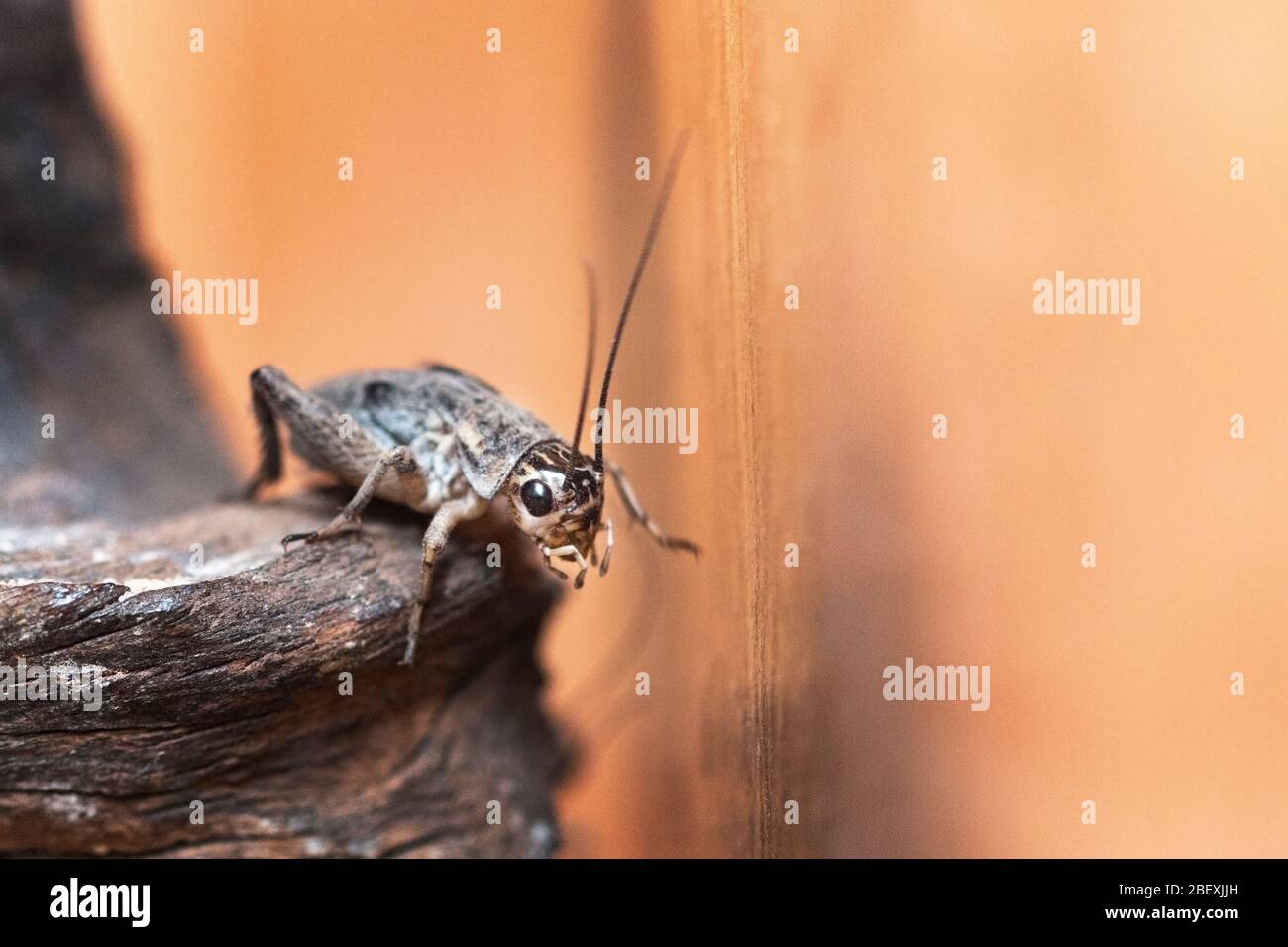 Primo piano di un cricket casa in un vivarium nel Regno Unito Foto Stock
