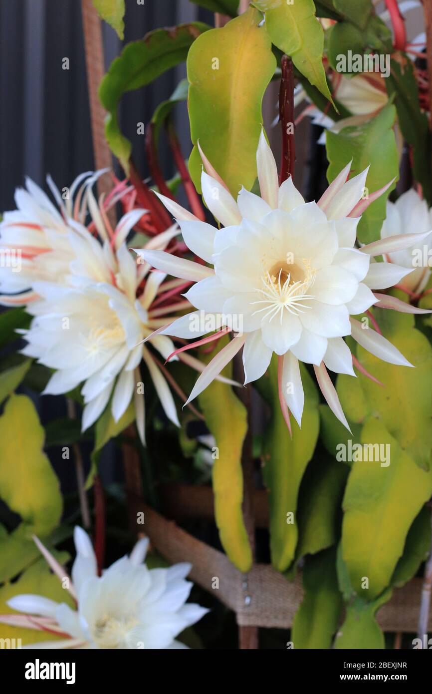 Epiphyllum: Come Coltivare Le "orchidee Cactus - Foto 10