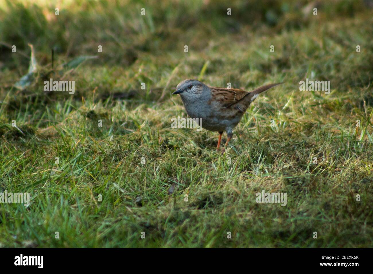 Dunnock alla ricerca di cibo in un giardino nel Regno Unito Foto Stock