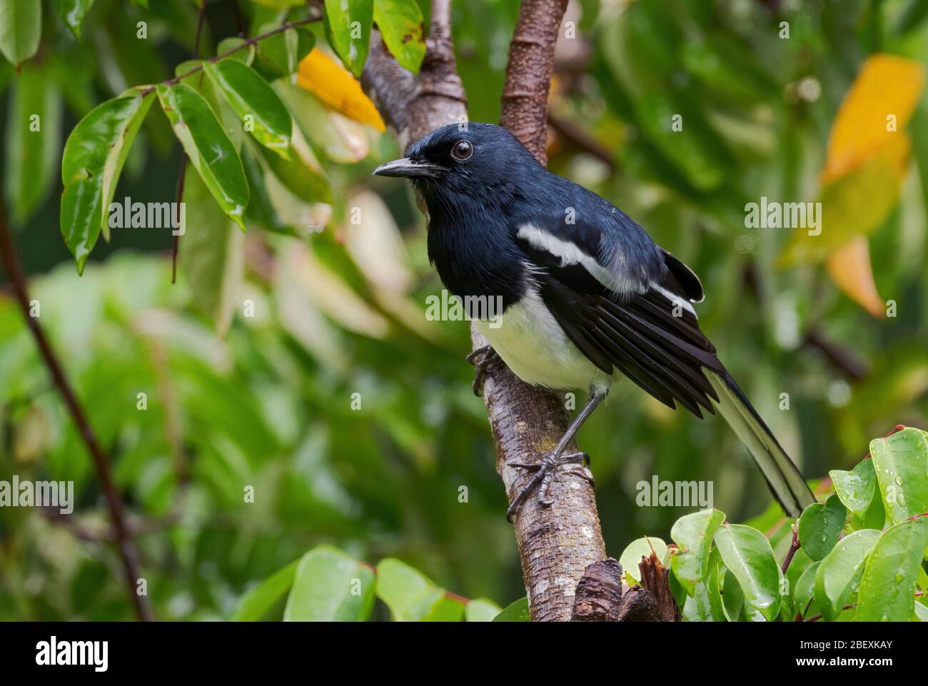 Oriental Magpie-robin - Copsychus saularis, bel uccello bianco nad nero perching da boschi asiatici, Mutiara Taman Negara, Malesia. Foto Stock