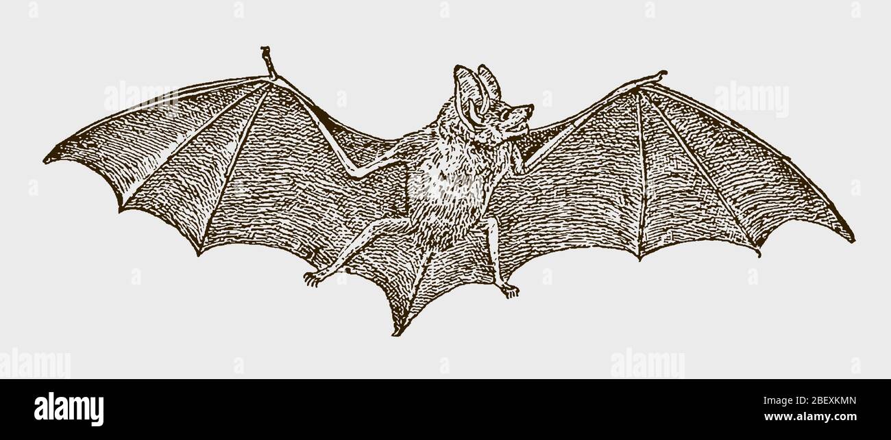 Pipistrello serotinico, eptesicus serotinus che spalma le ali in vista frontale. Illustrazione dopo un'incisione del 19 ° secolo Illustrazione Vettoriale