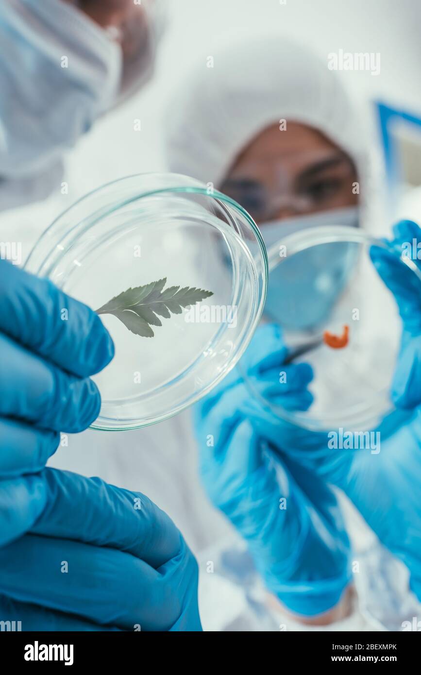 attenzione selettiva dei biochimici che tengono le piastre petri con foglia verde e biomateriale Foto Stock