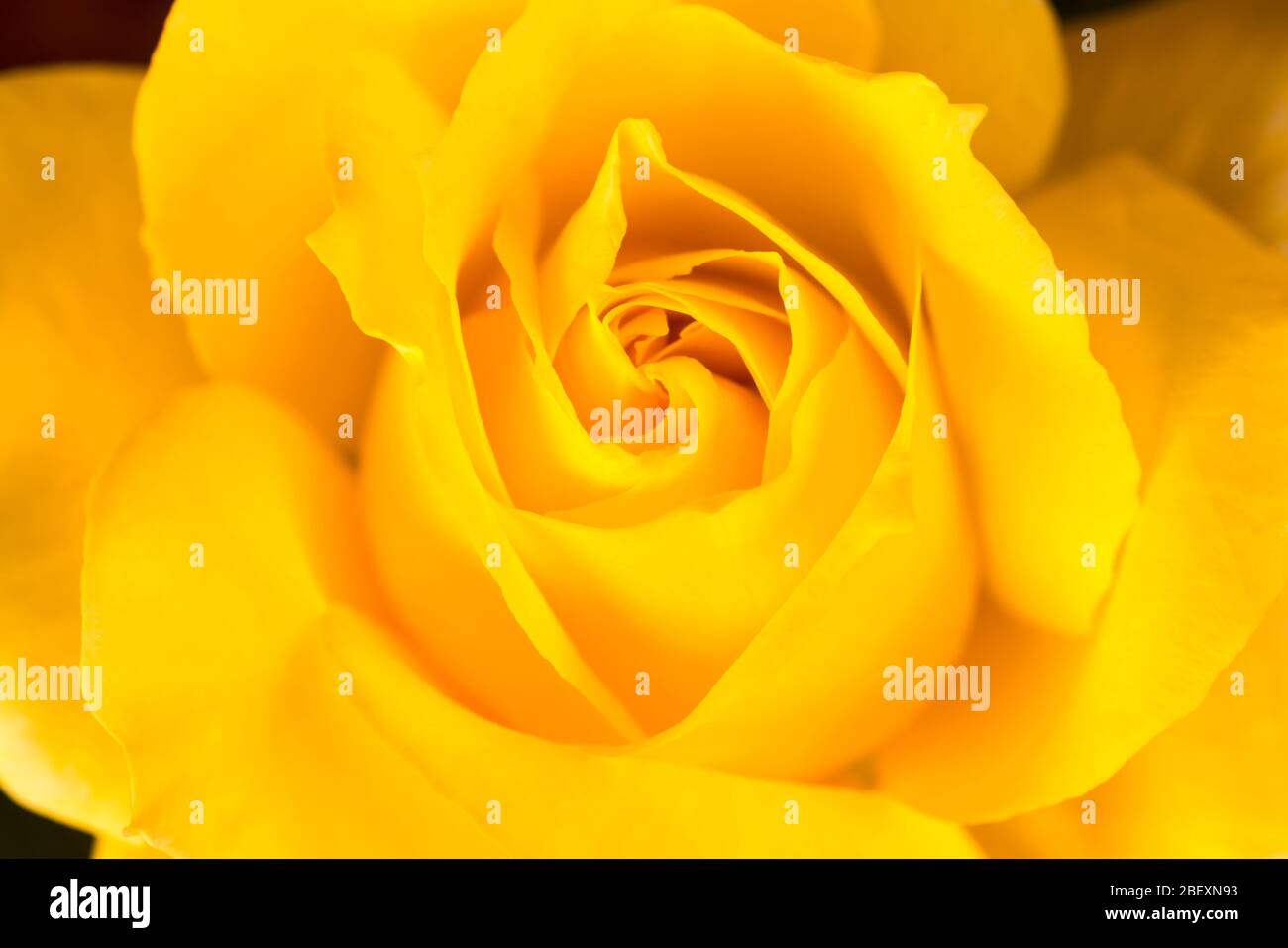 PRIMO PIANO DETTAGLIO DEL CENTRO DELLA ROSA GIALLA Foto Stock
