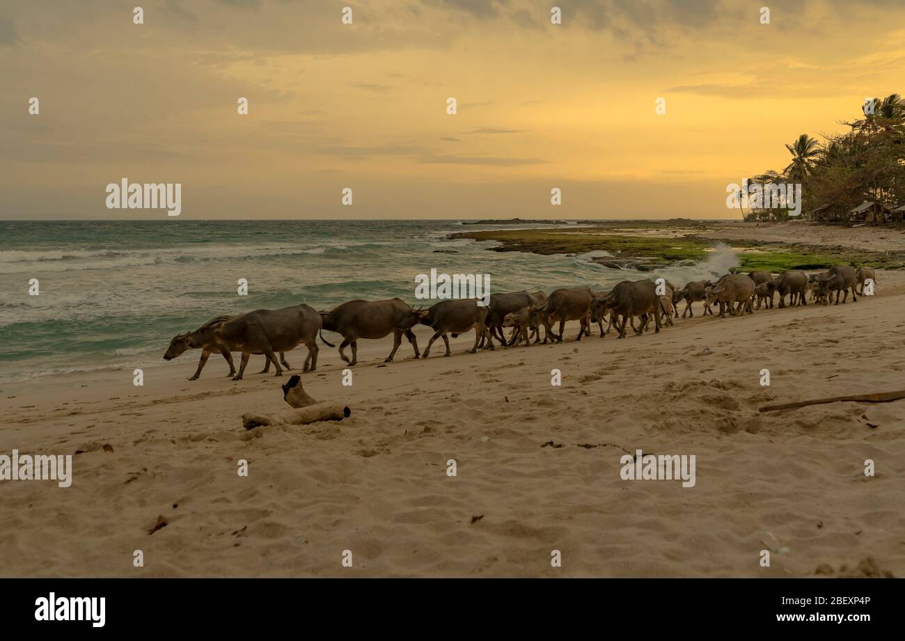 Preso mentre campeggio ed esplorando Sawarna a Banten, Java, Indonesia. Splendida zona costiera perfetta per fotografie o campeggio Foto Stock