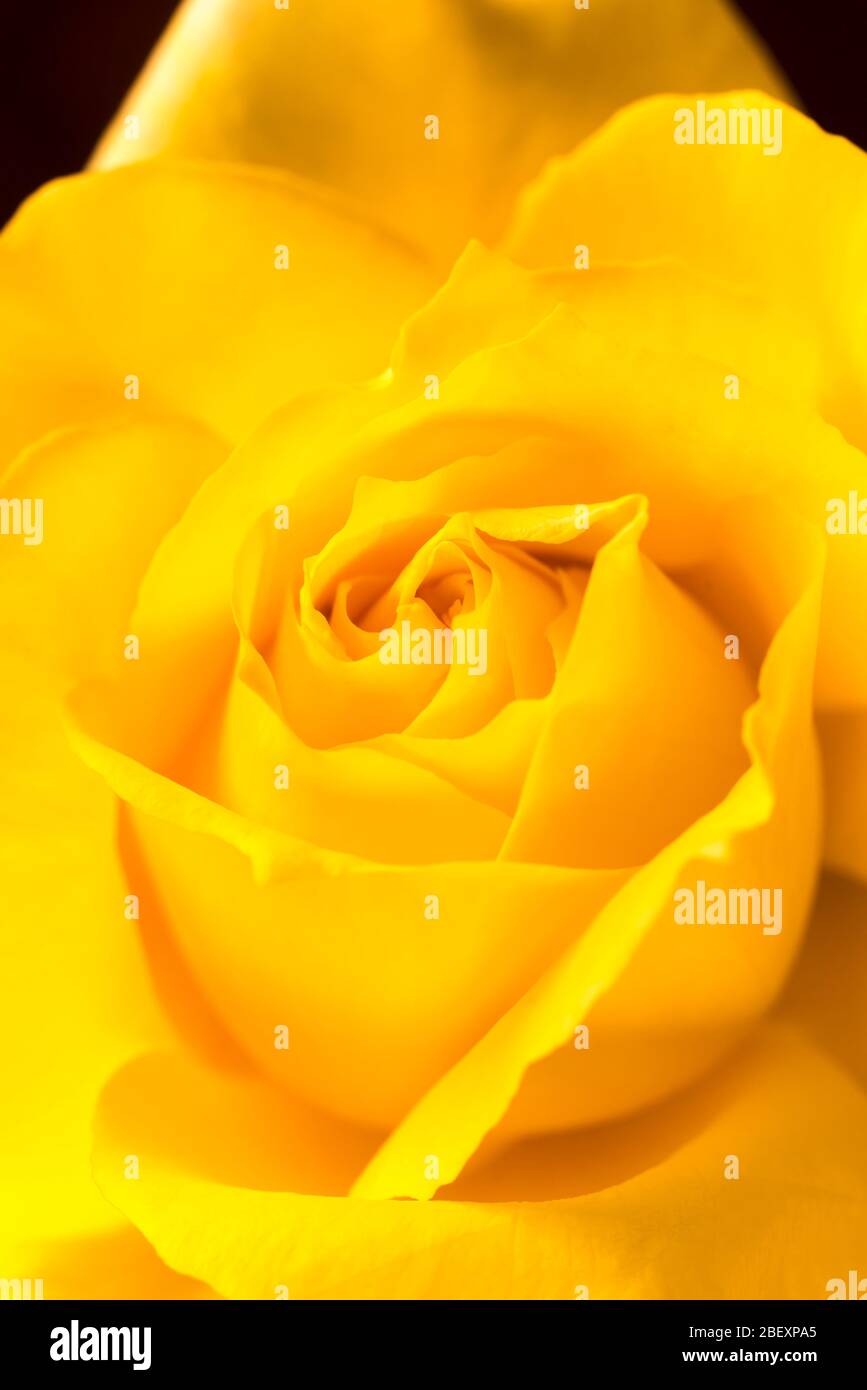PRIMO PIANO DETTAGLIO DEL CENTRO DELLA ROSA GIALLA Foto Stock