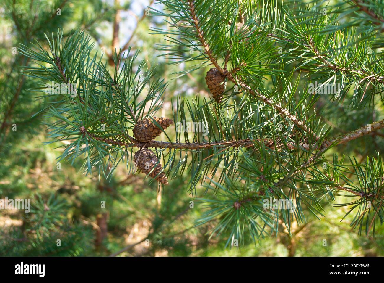 Boccioli di pino e coni in primavera. Giovane cono di pino. Foto Stock