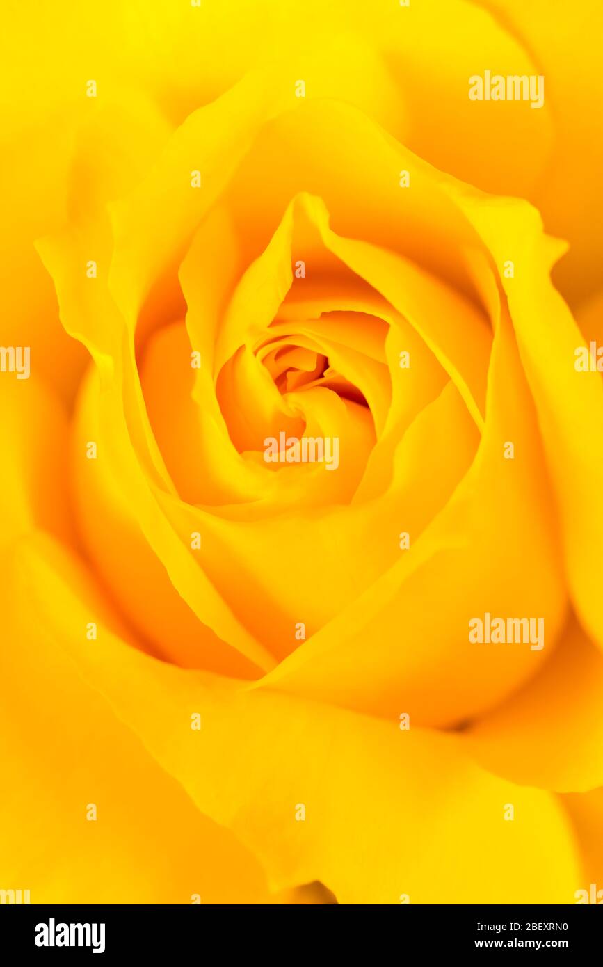 PRIMO PIANO DETTAGLIO DEL CENTRO DELLA ROSA GIALLA Foto Stock