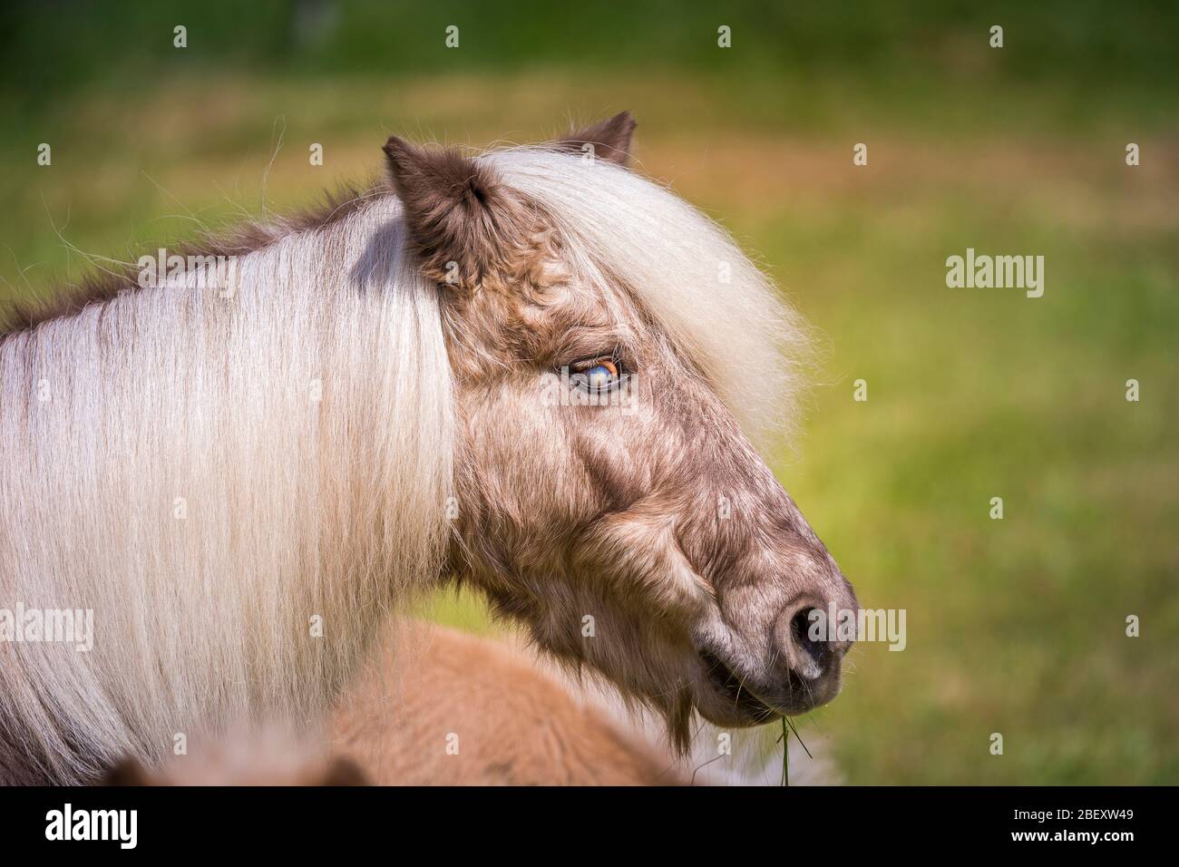 Pony classico. Cavallo vecchio cieco che soffre di Cushings sindrome. Germania Foto Stock