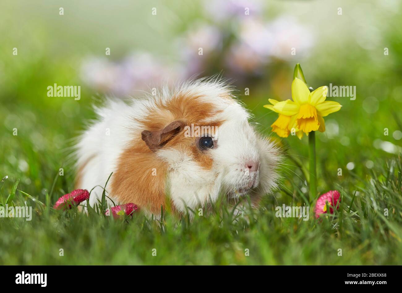 Guinea Abissinian Pig, Cavie su un prato fiorito in primavera. Germania Foto Stock