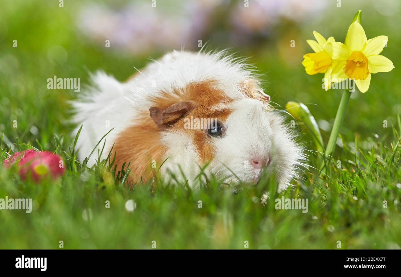 Guinea Abissinian Pig, Cavie su un prato fiorito in primavera. Germania Foto Stock