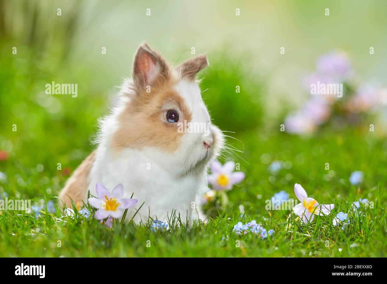 Coniglio nano, coniglio Lionhead su un prato fiorito in primavera. Germania Foto Stock