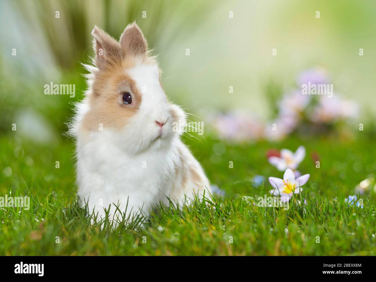 Coniglio nano, coniglio Lionhead su un prato fiorito in primavera. Germania Foto Stock