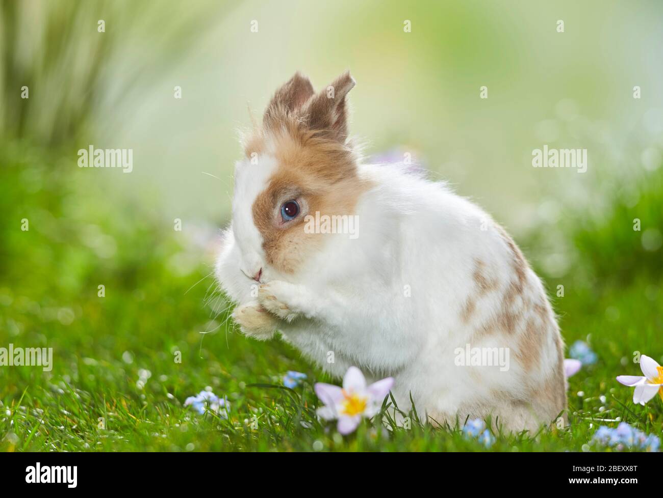 Coniglio nano, coniglio Lionhead su un prato fiorito in primavera, grooming. Germania Foto Stock