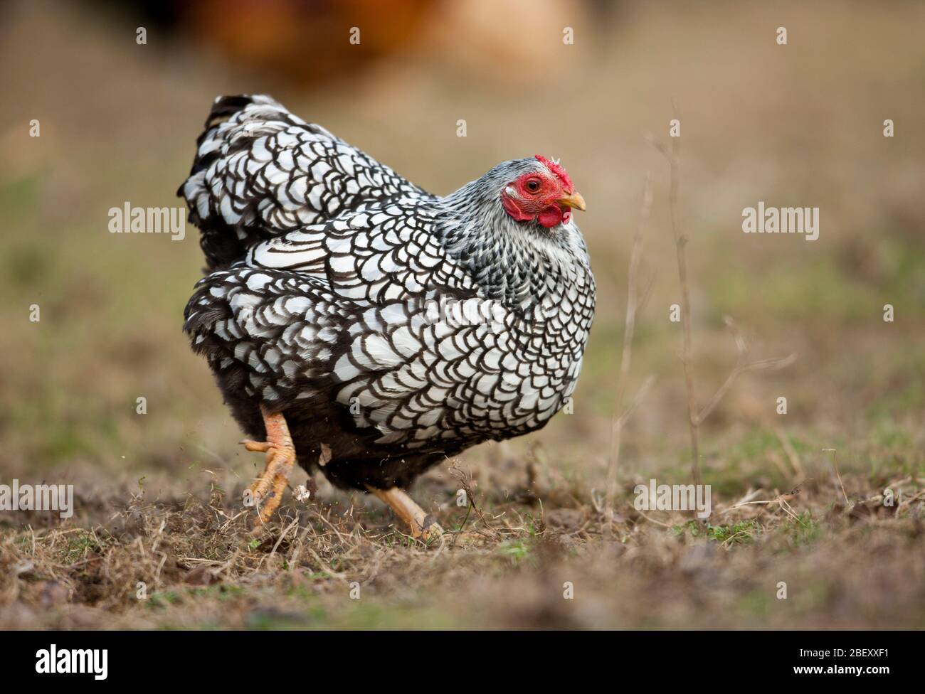 Wyandotte Bantam. Galline di gallina con lacci d'argento per il cibo. Germania Foto Stock