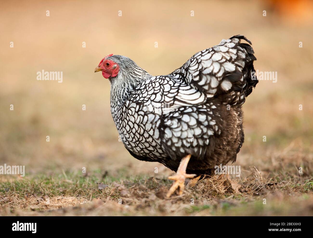 Wyandotte Bantam. Galline di gallina con lacci d'argento per il cibo. Germania Foto Stock
