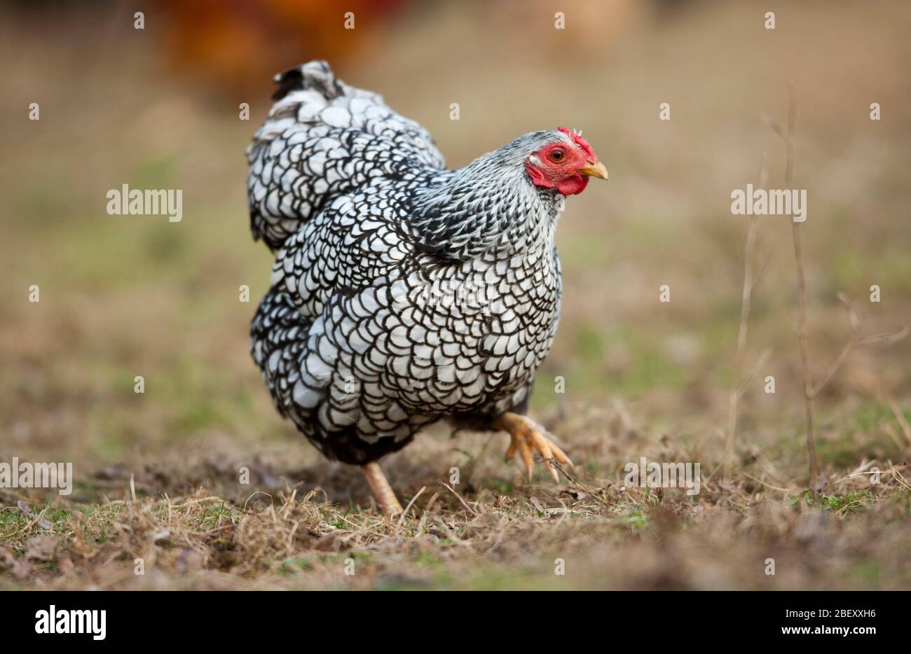 Wyandotte Bantam. Per il cibo, è possibile scroteare la gallina con lacci d'argento. Germania Foto Stock