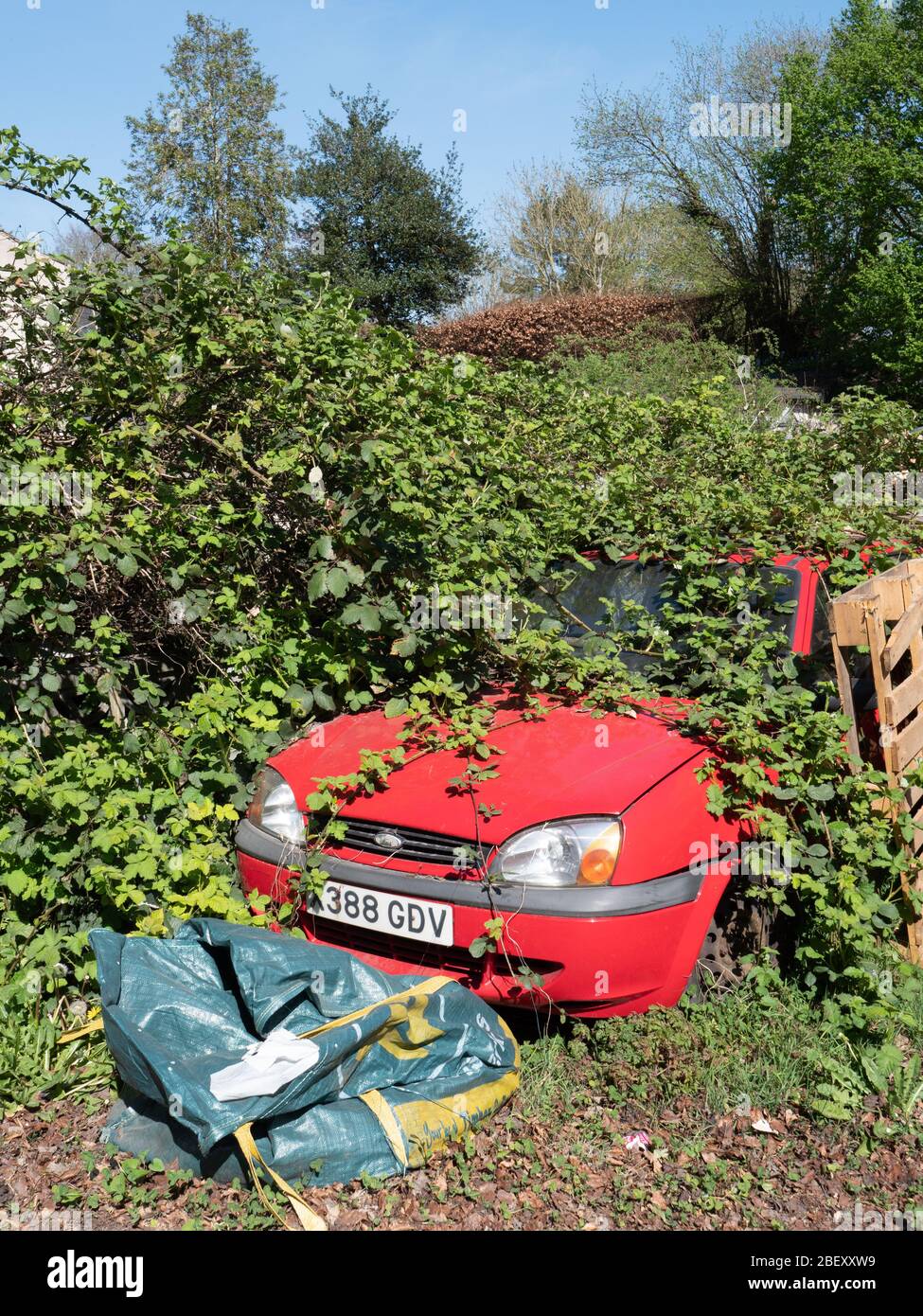 Una Ford Fiesta quasi completamente coperta di rambles a Westbury, Wiltshire, Regno Unito. Foto Stock