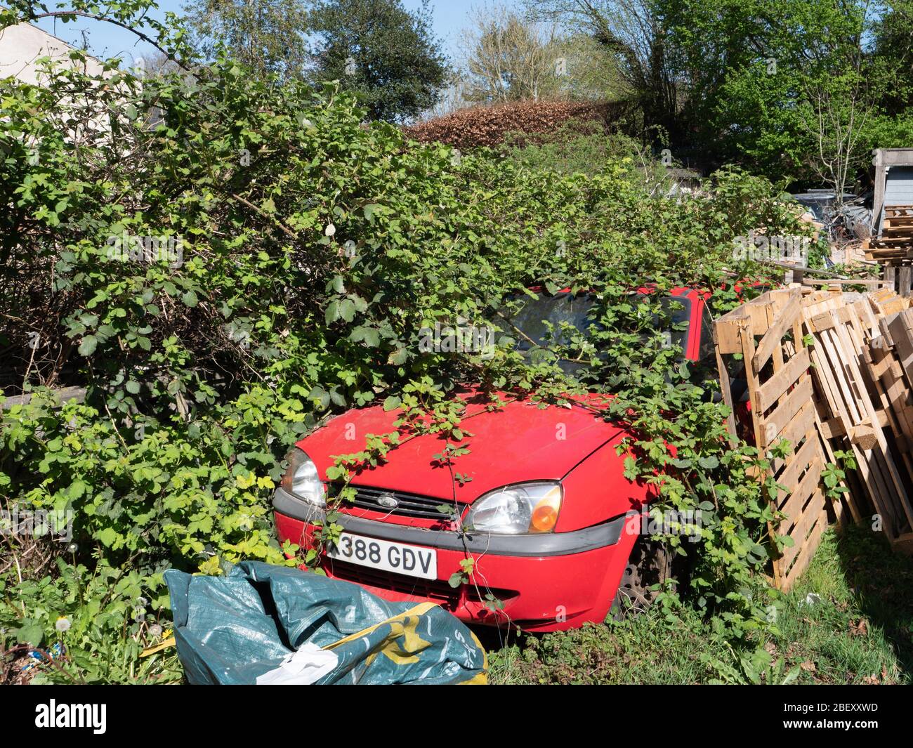 Una Ford Fiesta quasi completamente coperta di rambles a Westbury, Wiltshire, Regno Unito. Foto Stock