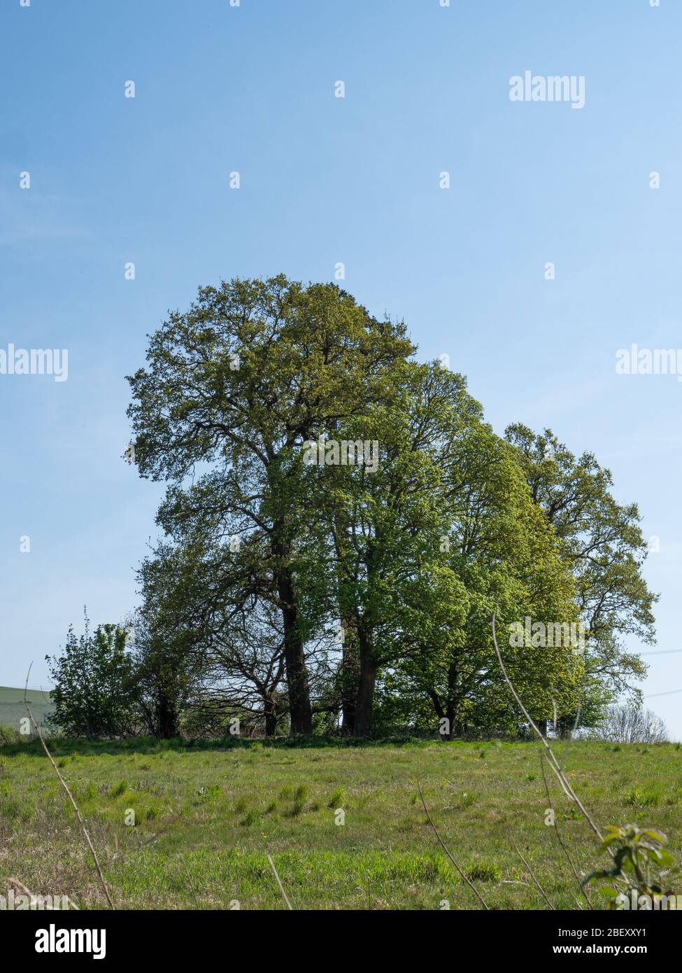 Una specie di alberi di latifoglie maturi e immaturi in un campo vicino a Westbury, Wiltshire, Regno Unito. Foto Stock