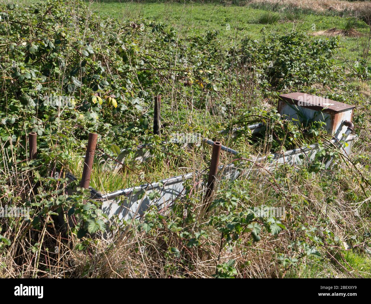 Un canale d'acqua abbandonato e cresciuto, a lungo dimenticato in un campo vicino Westbury, Wiltshire, Regno Unito. Foto Stock