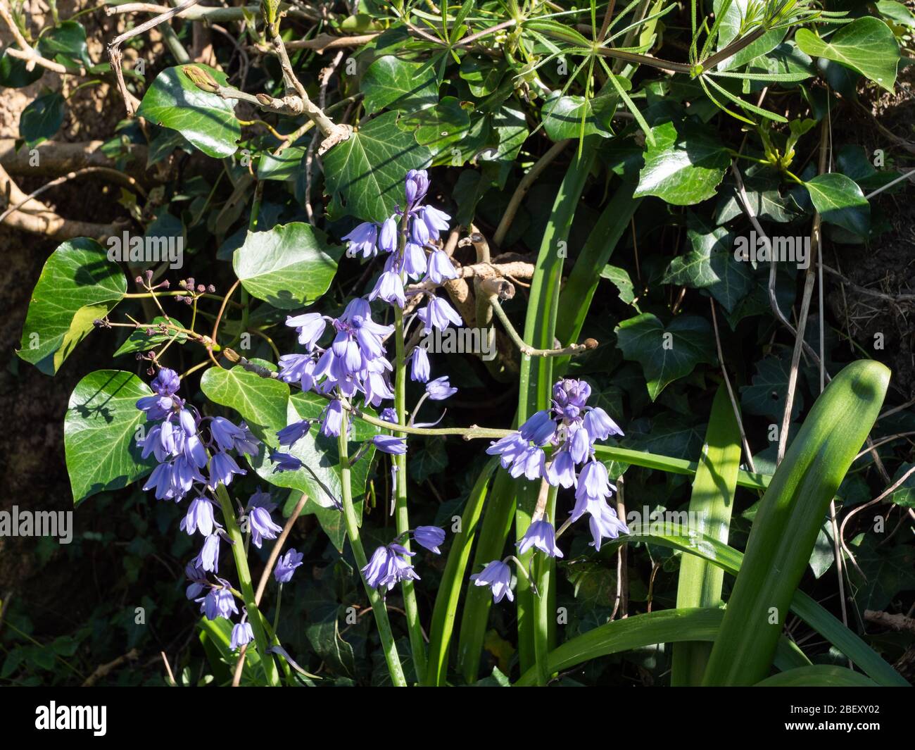 Bluebells spagnoli (Hyacinthoides hispanica) al sole primaverile nel bosco vicino Westbury, Wiltshire, Regno Unito. Foto Stock