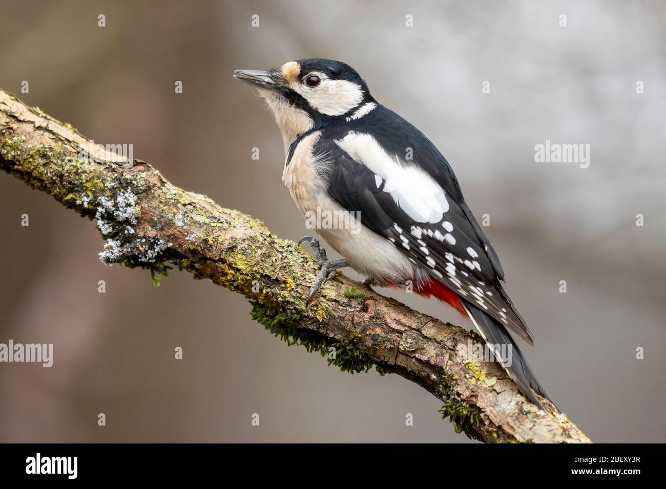 Grande Picchio puntato (Dendrocopos maggiore). Femmina su un ramo. Germania Foto Stock