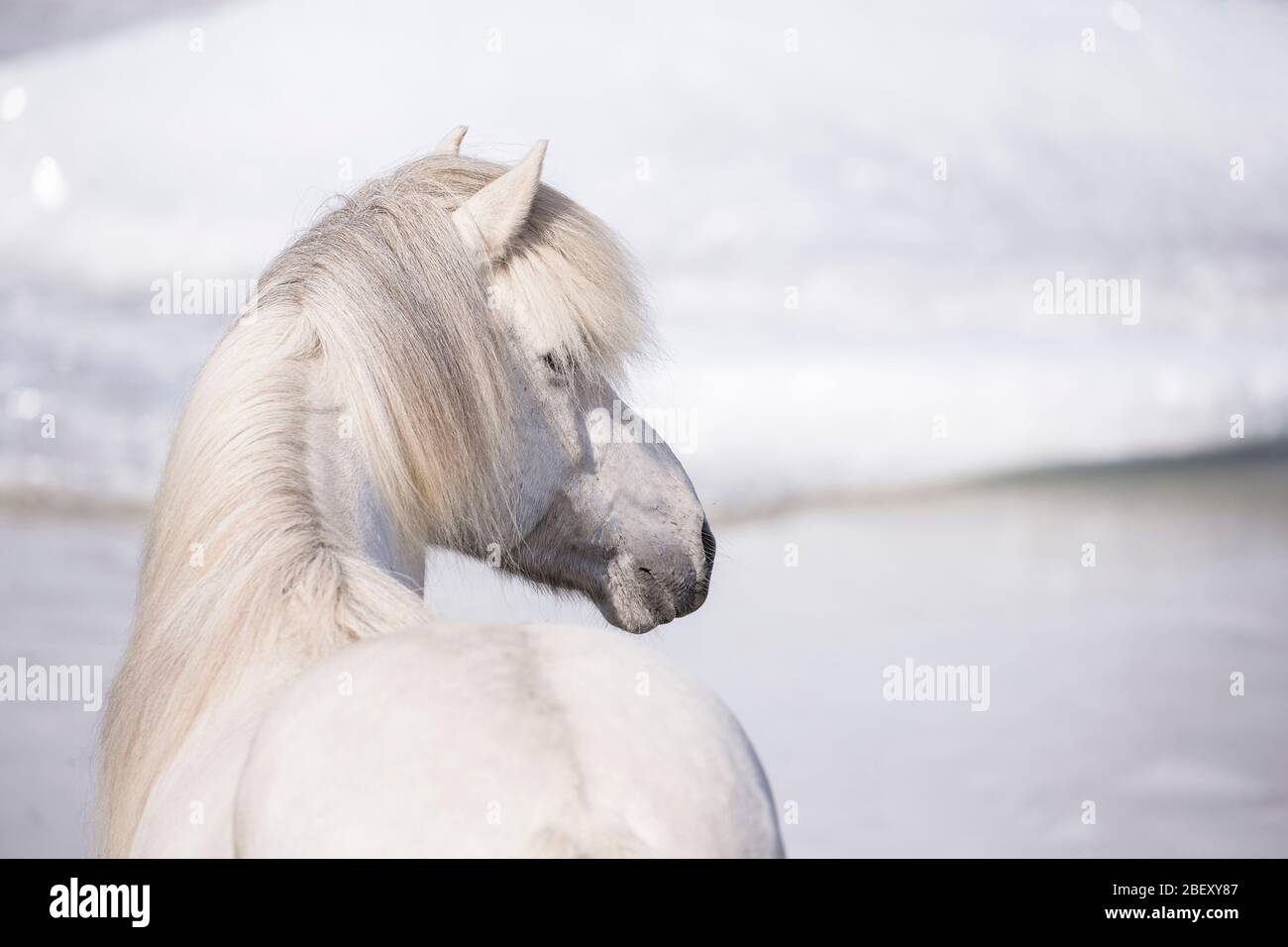 Cavallo islandese. Gelateria grigia di fronte al lago del ghiacciaio. Islanda Foto Stock