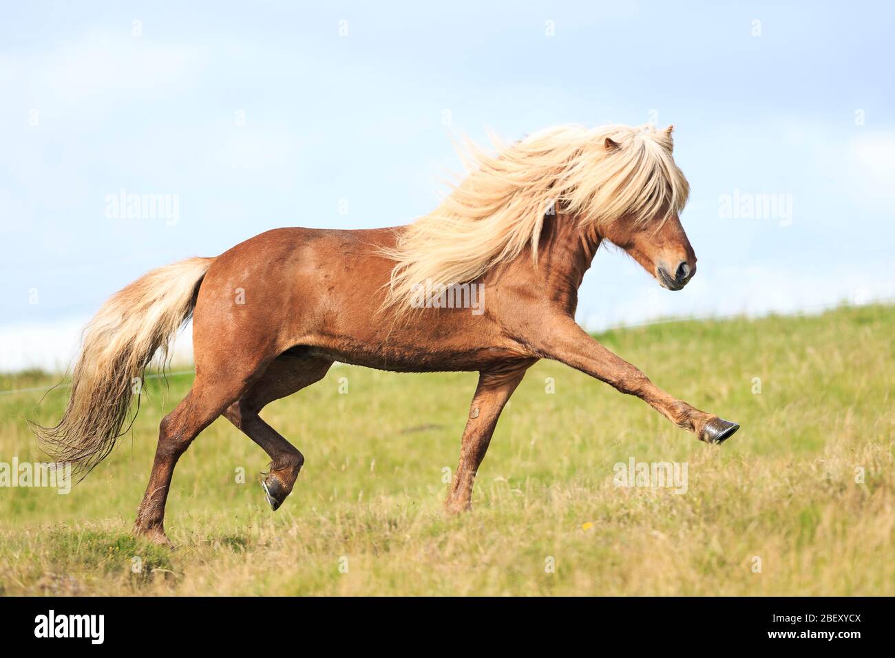 Cavallo islandese. Stallone di castagno che esegue un trotto esteso sull'erba. Islanda Foto Stock