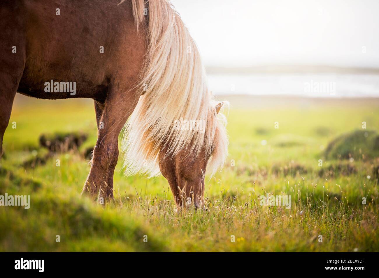 Cavallo islandese. Castagno stallone pascolo. Islanda Foto Stock