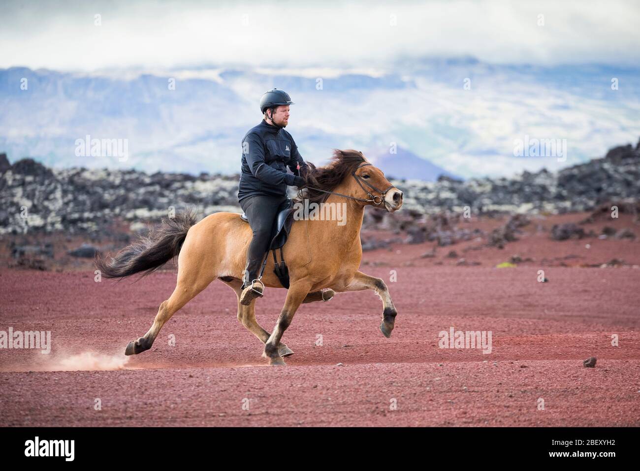 Cavallo islandese. Dun gelding con pilota in volo passo su sabbia rossa. Islanda Foto Stock