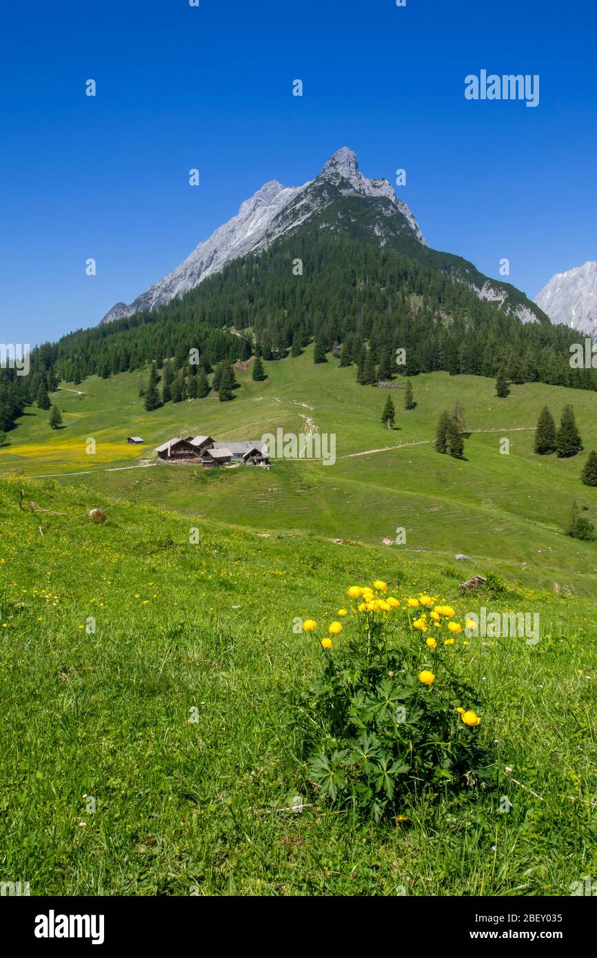 Il alpeggio Walder Alm con i Monti Karwendel sullo sfondo. Tirolo, Austria Foto Stock