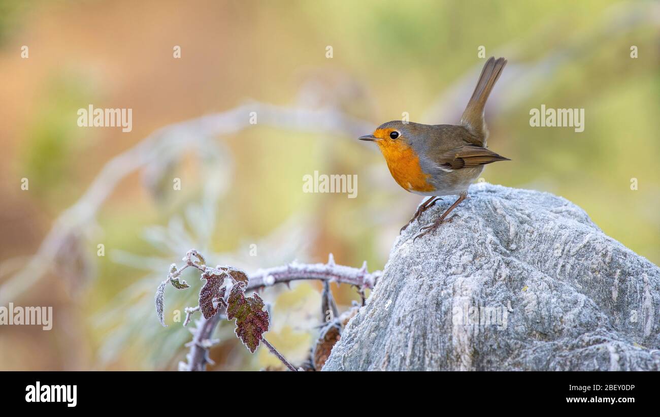 Europeo Robin (Erithacus rubecula) in piedi su una roccia. Austria Foto Stock