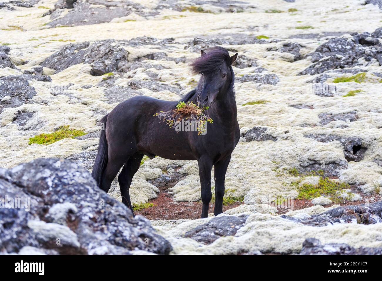 Cavallo islandese. Stallone nero che si nuca di lichen, muschio e sub-arbusti. Islanda Foto Stock