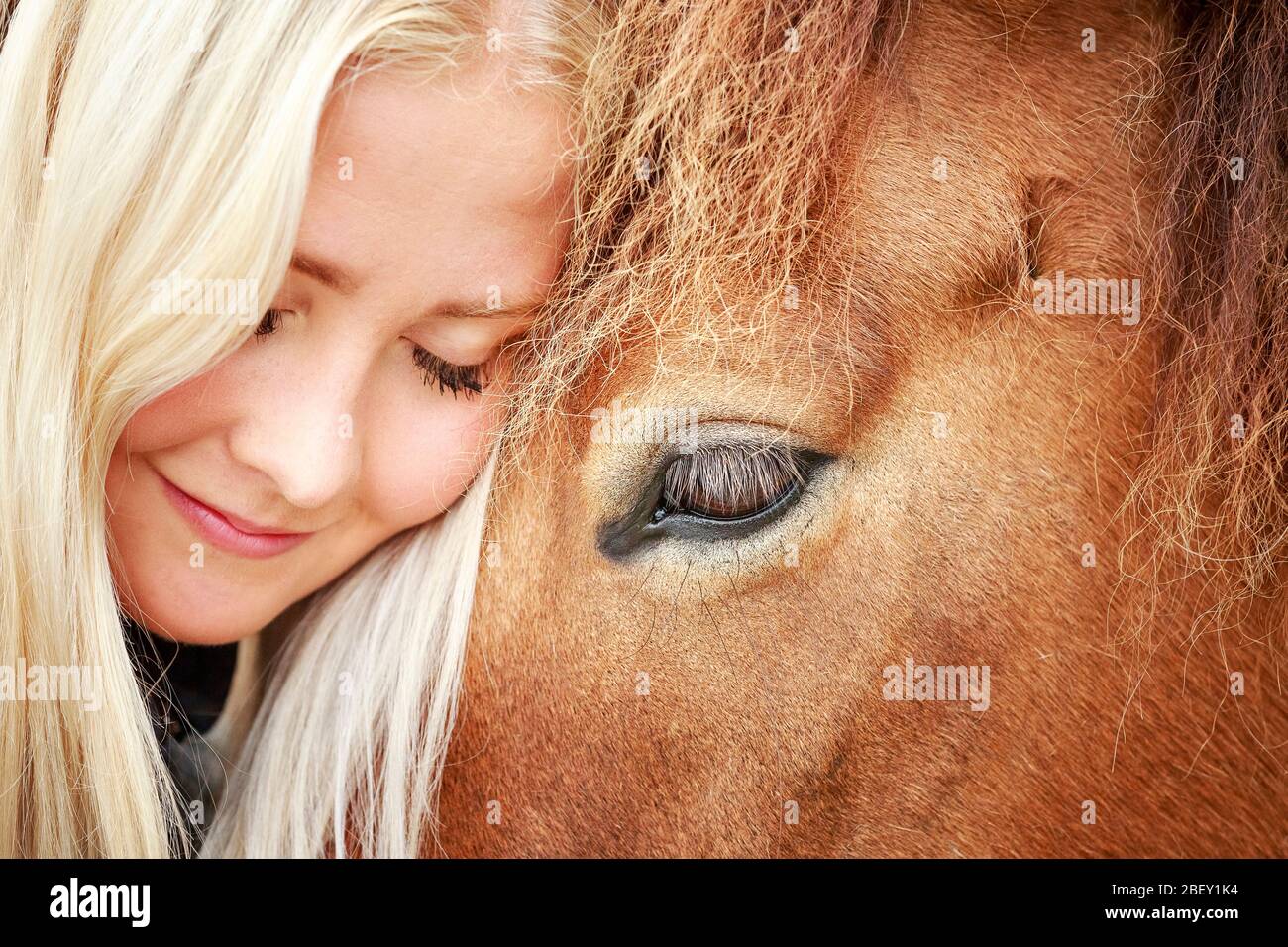 Cavallo islandese. Una giovane donna abbraccia la testa contro la testa di un cavallo adulto. Islanda Foto Stock