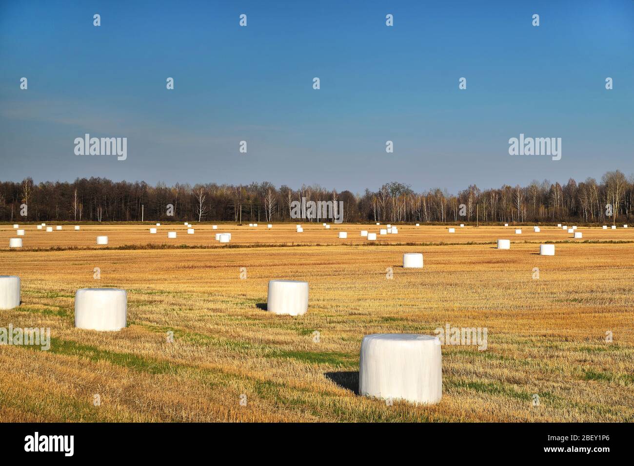 campo agricolo con sacchi grandi bianchi, autunno chiaro sole giorno cielo blu, raccolta Foto Stock