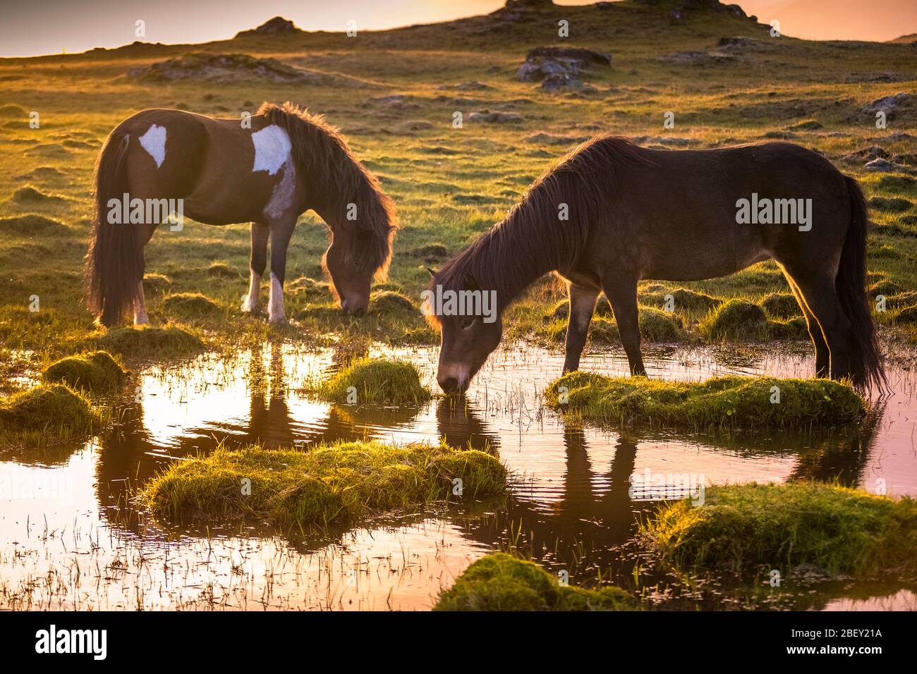 Cavallo islandese. Due cavalli che bevono da uno stagno al tramonto. Islanda Foto Stock