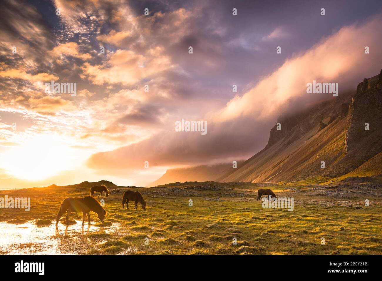 Cavallo islandese. Cavalli da baia al tramonto nel paesaggio montano dell'Islanda Foto Stock