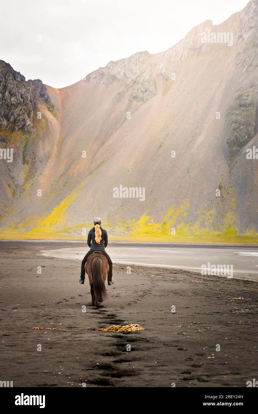 Cavallo islandese. Pilota su gelding nero su una spiaggia deserta, visto dal retro. Islanda Foto Stock