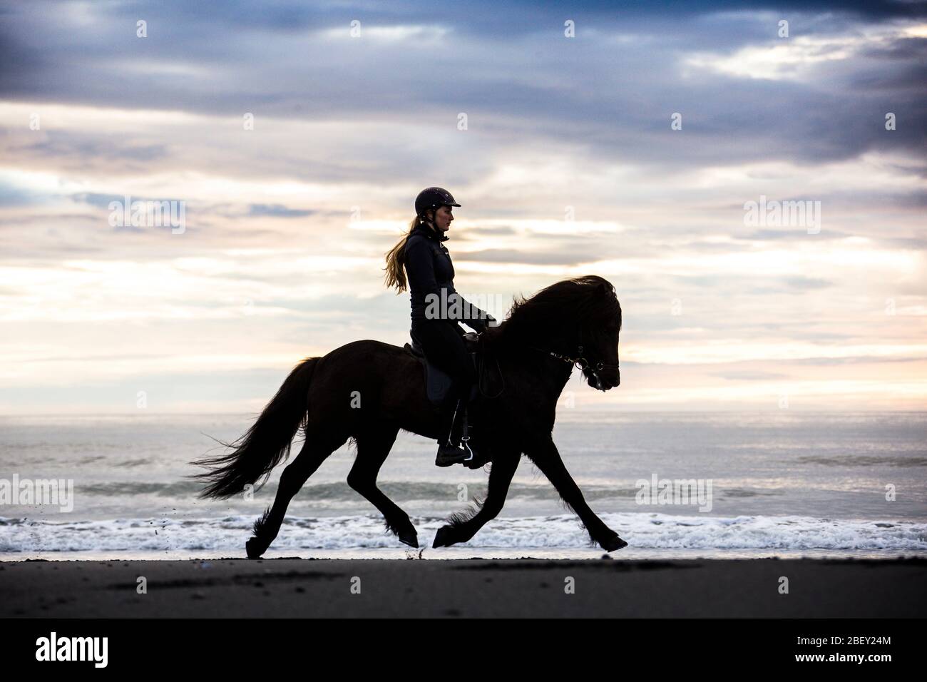 Cavallo islandese. Cavalchi su una spiaggia deserta in serata. Islanda Foto Stock