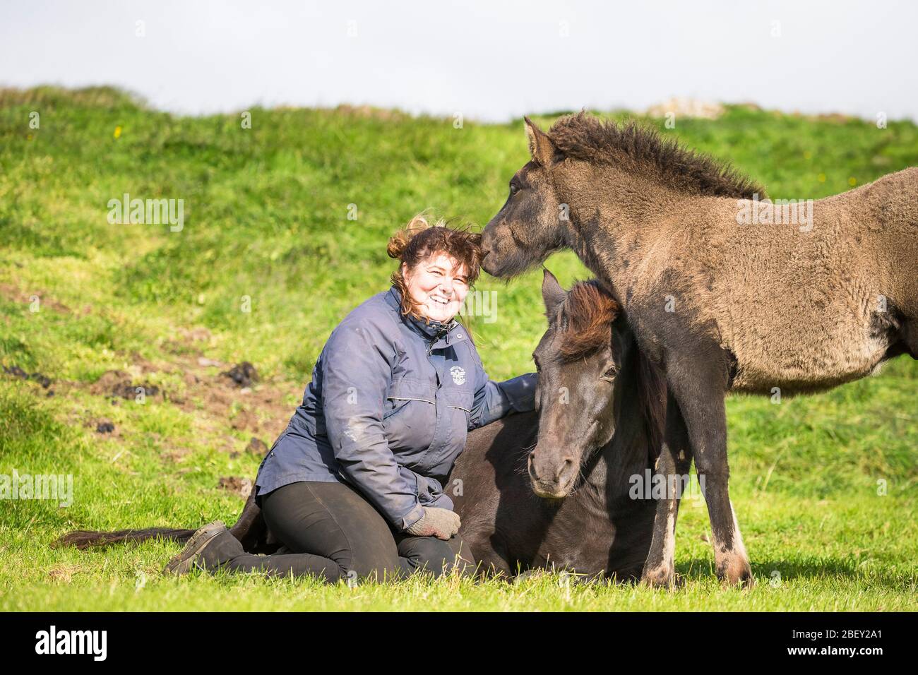 Cavallo islandese. Donna ridente seduta accanto a Mare riposo e il suo nemico giocoso. Islanda Foto Stock