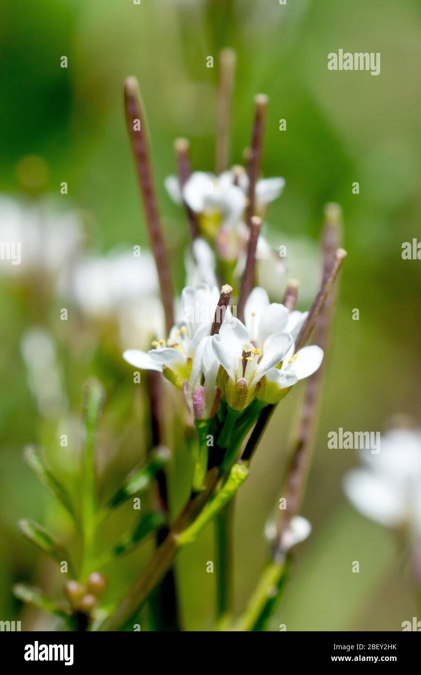 Fiammella (cardamina hirsuta), primo piano con i piccoli fiori bianchi della pianta. Foto Stock