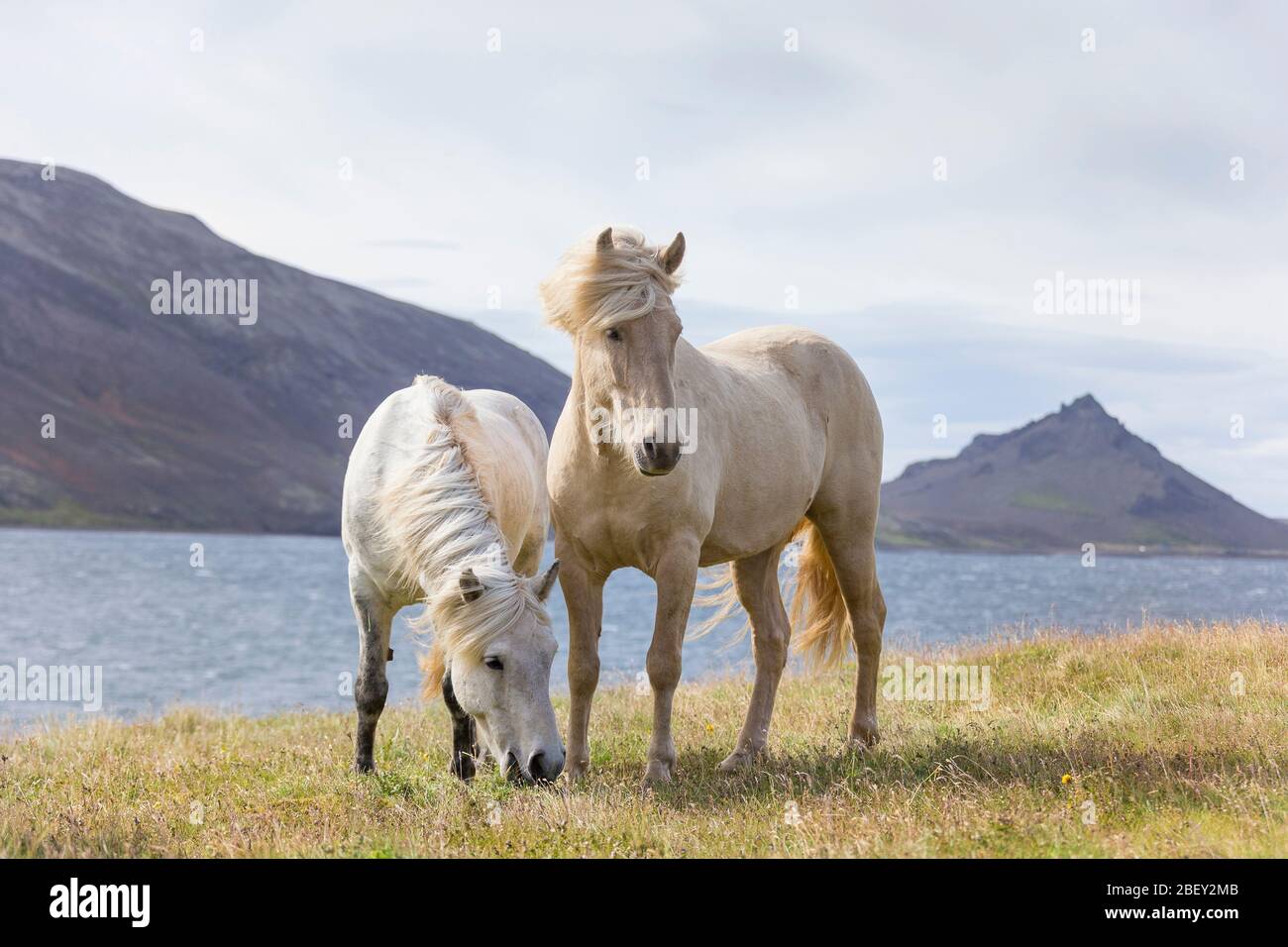Cavallo islandese. Due zare sulla costa. Islanda Foto Stock