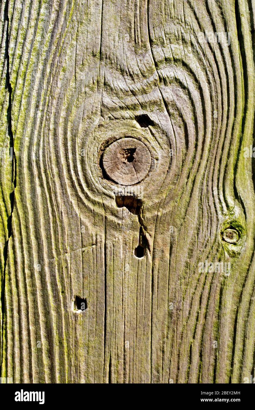 Primo piano dettaglio del grano in un vecchio fencepost di legno intemperato illuminato obliquamente dal sole. Foto Stock