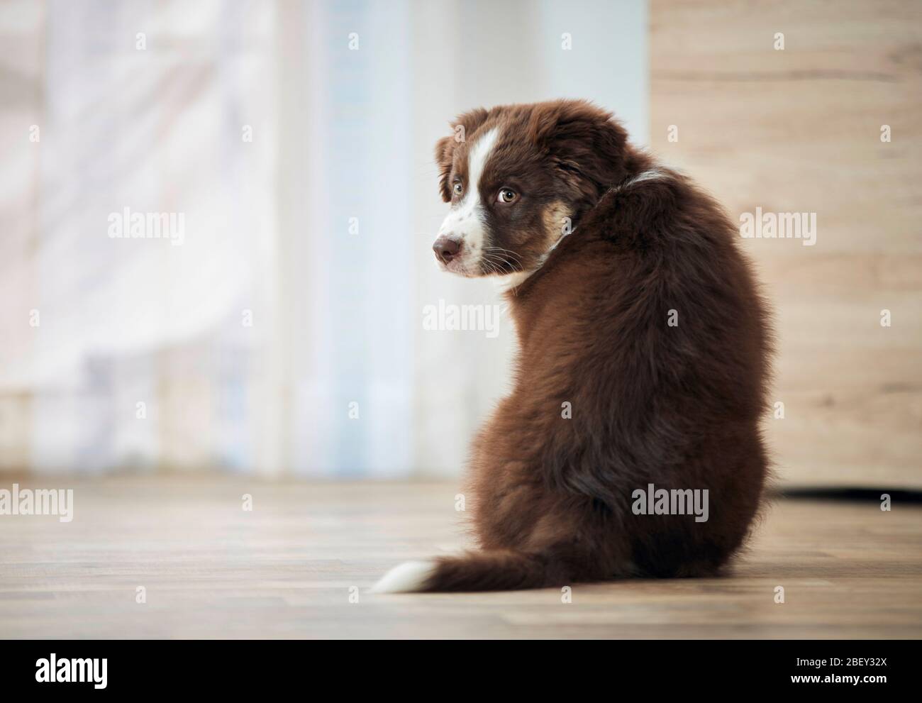 Pastore australiano. Cucciolo seduto su pavimento in legno, visto da dietro. Germania Foto Stock