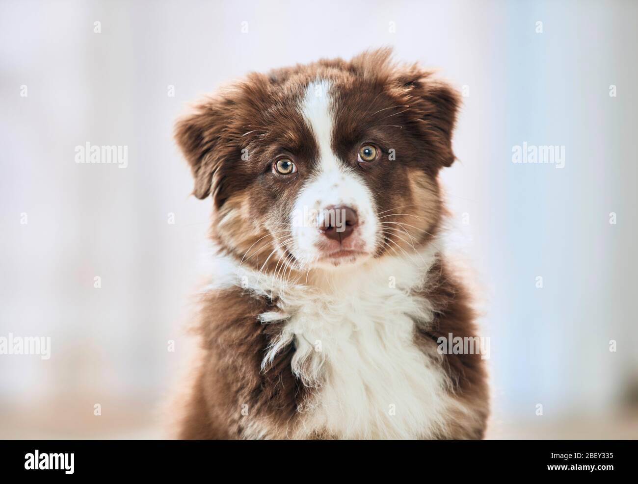 Pastore australiano. Ritratto di un cucciolo. Germania Foto Stock