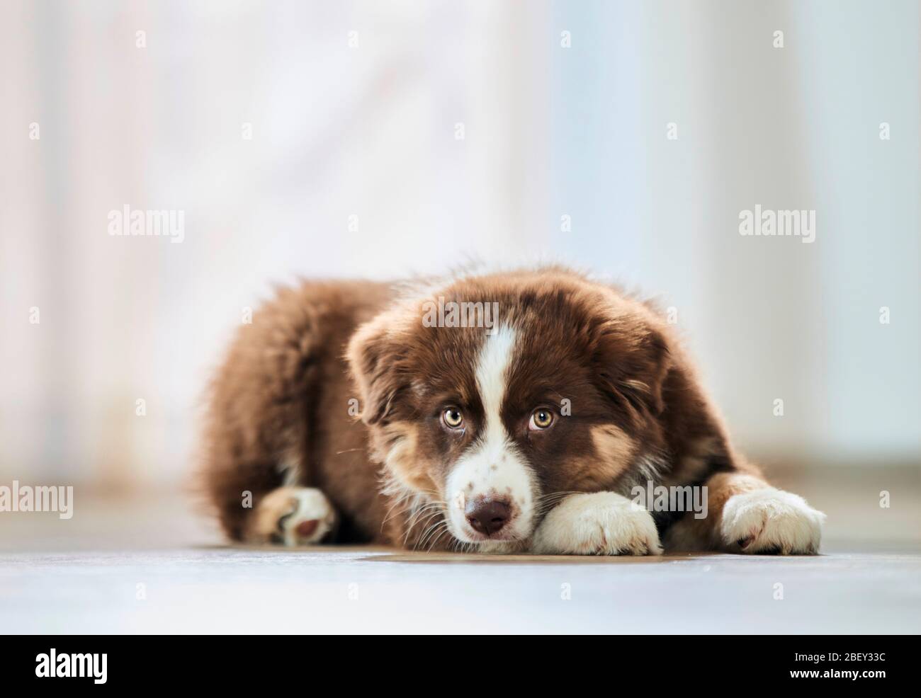 Pastore australiano. Cucciolo adagiato su un pavimento in legno. Germania Foto Stock